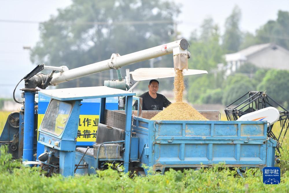 大鱼在线P443593